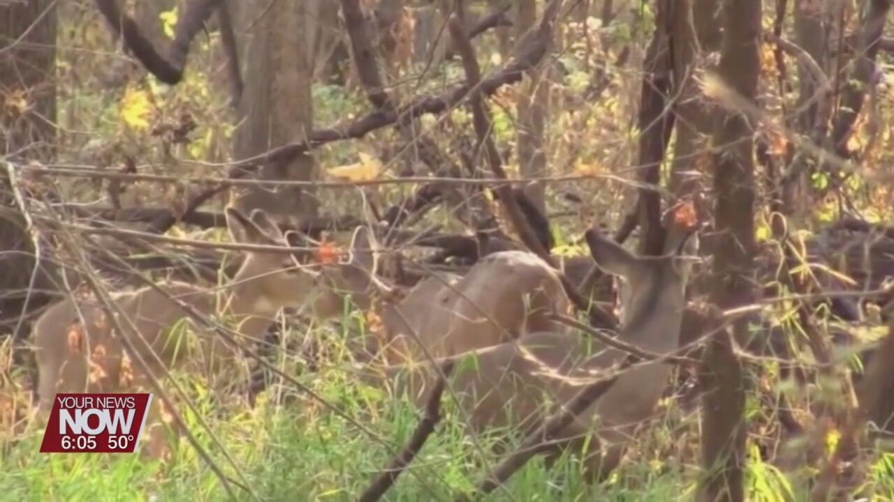 Residents urged to practice caution as an increase is expected in deer-related crashes
